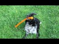 Hondenspel Dogs & Co Oeffelt 12-5-11