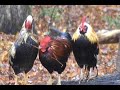 Free Range chickens