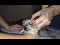Click para Ver : Oftalmología Veterinaria: la electrorretinografía de perro
