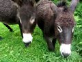 Donkey Attack