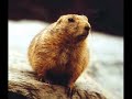 Murmel - Var e Haren Murmel - Var e Haren