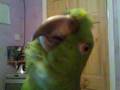 Rosey My Amazon Parrot videos