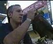 videos de falconscontrol.es11