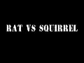 Rat Vs Squirrel