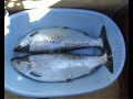 Trolling. KM Volvo Fiskeklubb Sk�vde. H�llekis.