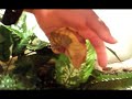 My New Crested Gecko Stevie