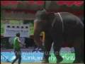 Ataque de Elefante