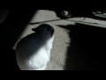 bunny sun bath