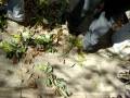 videos de Tirando Arbol viejo
