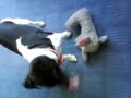Jack Russell Dog v Elephant Jack Russell Dog v Elephant