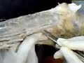 Anatomia Veterinaria Plexo braquial Anatomia Veterinaria Plexo braquial