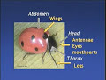 introduction to entomology part i