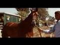 Terlingua - SECRETARIAT'S Girl