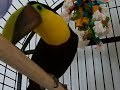 Sharpen that beak!