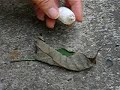 silkworm emerging5 silkworm emerging5