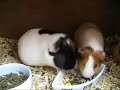 Moo and Scampi Eat Dandelions