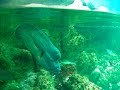 La Rochelle, poissons et animaux marins (1) ,  Mozart