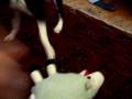 Enter: The Sheep
