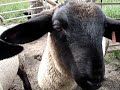 Baa Baa Black Sheep has grown
