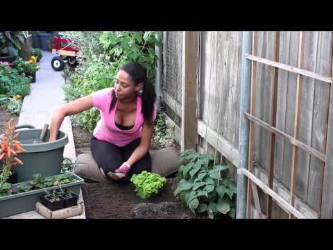 how to fertilize lettuce plants