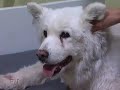 \"Dog Tales\" episode D-115 promo \"Dog Tales\" episode D-115 promo