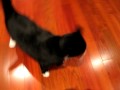Taking cat AKA miaouf for a spin