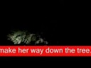 The Bear Glitch Project