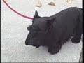 Barney Bites Reporter! (slow motion) Barney Bites Reporter! (slow motion)