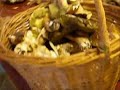 Mangez-moi ! C�pes d\