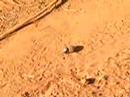 dung beetle again dung beetle again