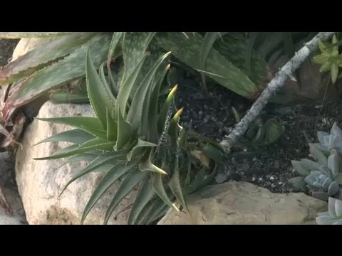 how to cut and replant agave