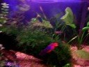 Aquário plantado com 1 betta (temporário), 8 paulistinha e 1 camarão fantasma.O layout está meio cheio pois estou para transferir e definir a flora e fauna. Sem contar o fundo horrível artificial que vou trocar amanhã...hehehePostem dicas e comentários.Vou postando a evolução aos poucos.Abraço à todos! 