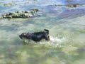 chien plongeur