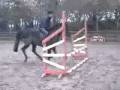 videos de 4 yrs 10 mths 14 hh Black Welsh X Swansea