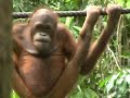 071113b Sepilok Orang Utan Rehab Center 2 320240151000.flv
