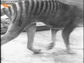Thylacinus Tilacino (Tigre della Tasmania) Thylacinus Tilacino (Tigre della Tasmania)