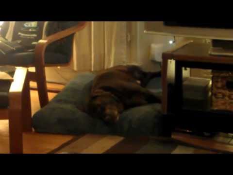 Chocolate Lab Having a Crazy Nightmare!