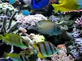 Coral Reef Aquarium 800 gallon Holland