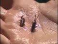 Bug Invasion - Fly fishing Entomology with humor