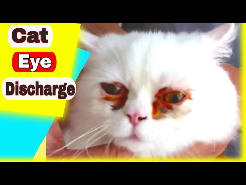 Cat Eye Discharge - Cat Eye Discharge Remedy