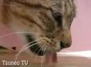 びっくりツネオ2 surprise cat tsuneo
