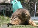 ???????2 Surprise cat Tsuneo ???????2 Surprise cat Tsuneo