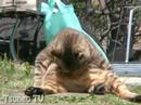 びっくりツネオ2 surprise cat tsuneo