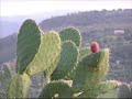 Ginevra Di Marco - Amara Terra Mia ( D. Modugno )