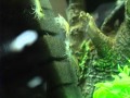 Видео - Креветки в аквариуме