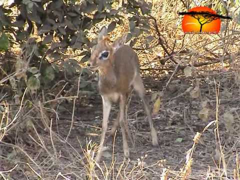 dik-dik