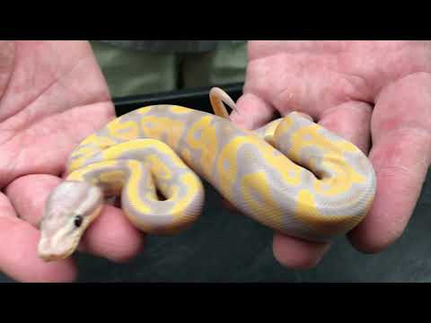 YouTube reptile video