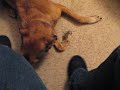 emery eats my slippers.AVI
