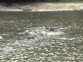 Lake St. Lucia, Hyppos and Crocodiles