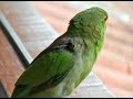 Observação de Pássaros em Ubatuba 1